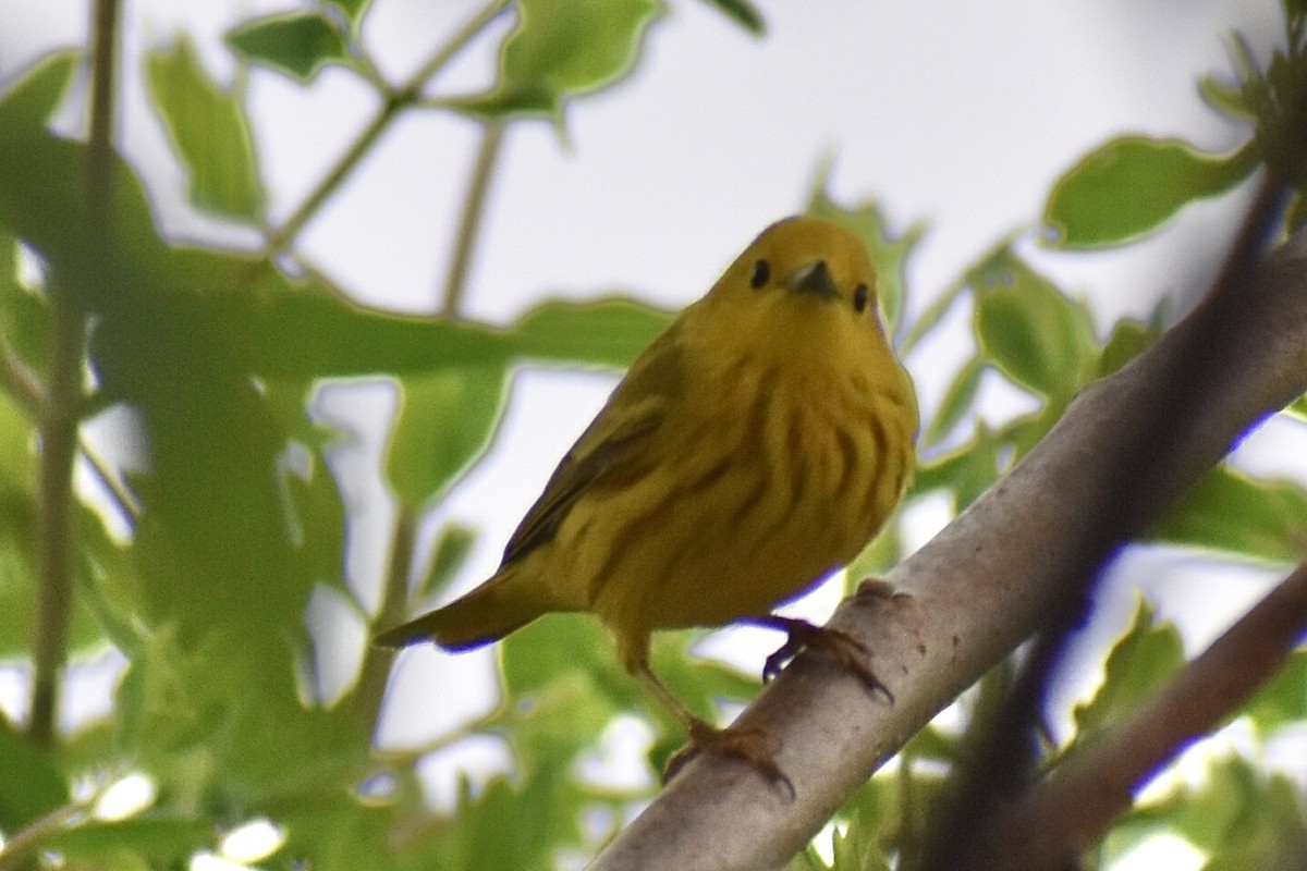 Yellow Warbler - ML637191566