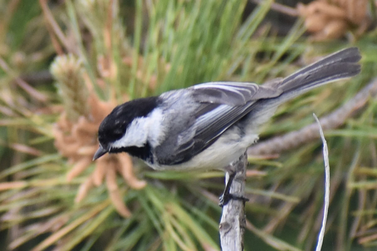Black-capped Chickadee - ML637191567