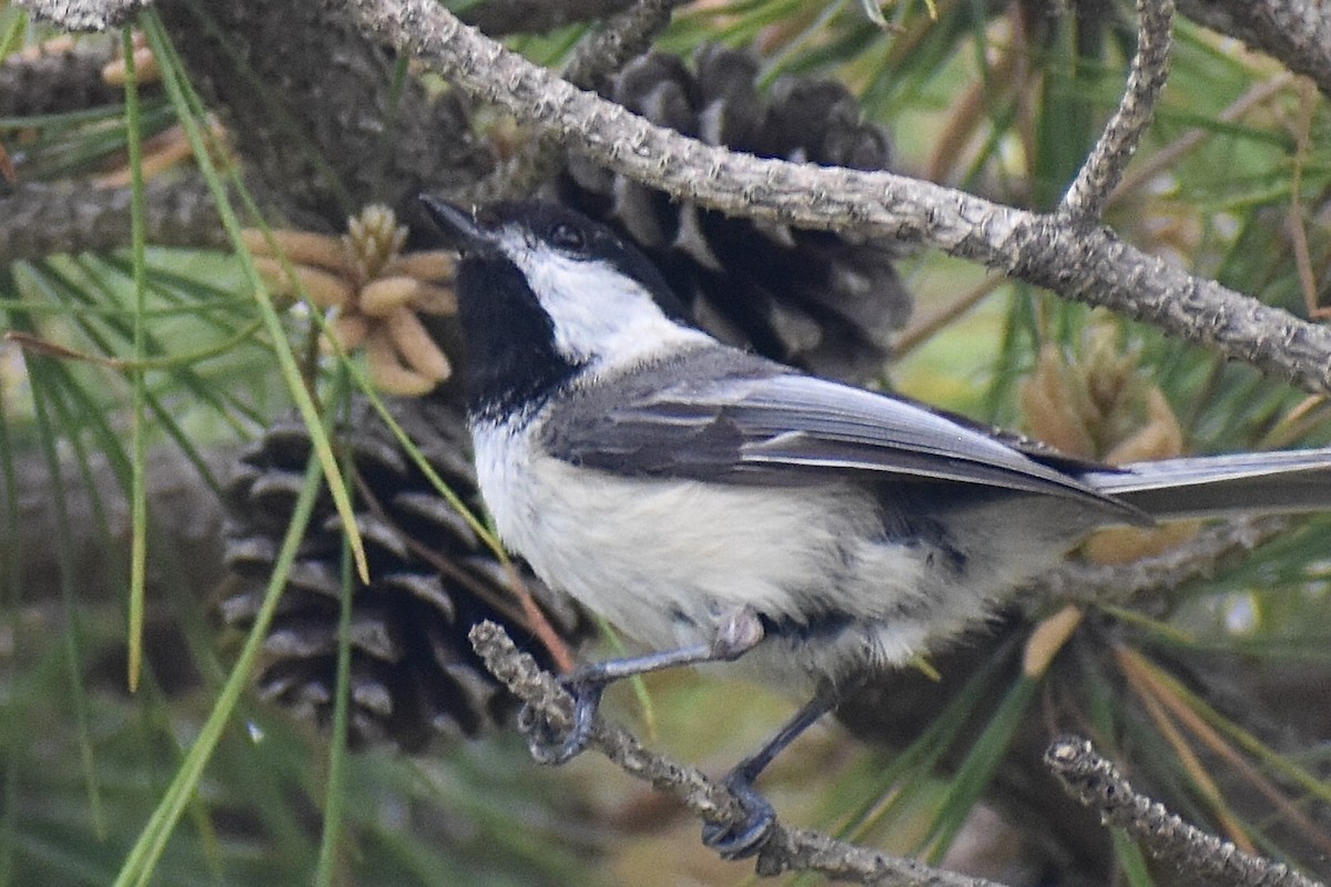Black-capped Chickadee - ML637191569