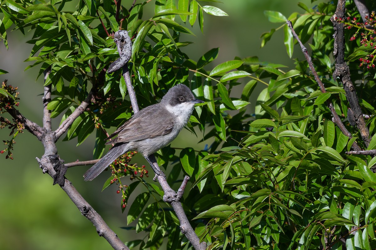 Eastern Orphean Warbler - ML637191594