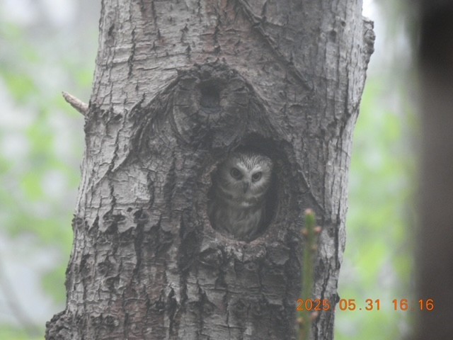 Northern Saw-whet Owl - ML637191628