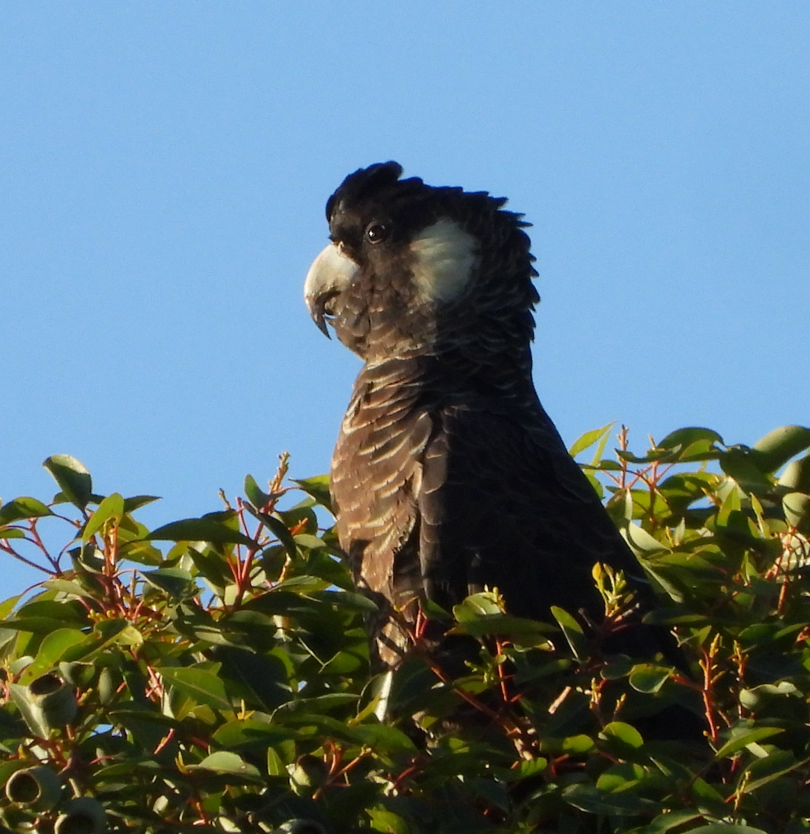 Cacatúa Fúnebre Piquilarga - ML637191720