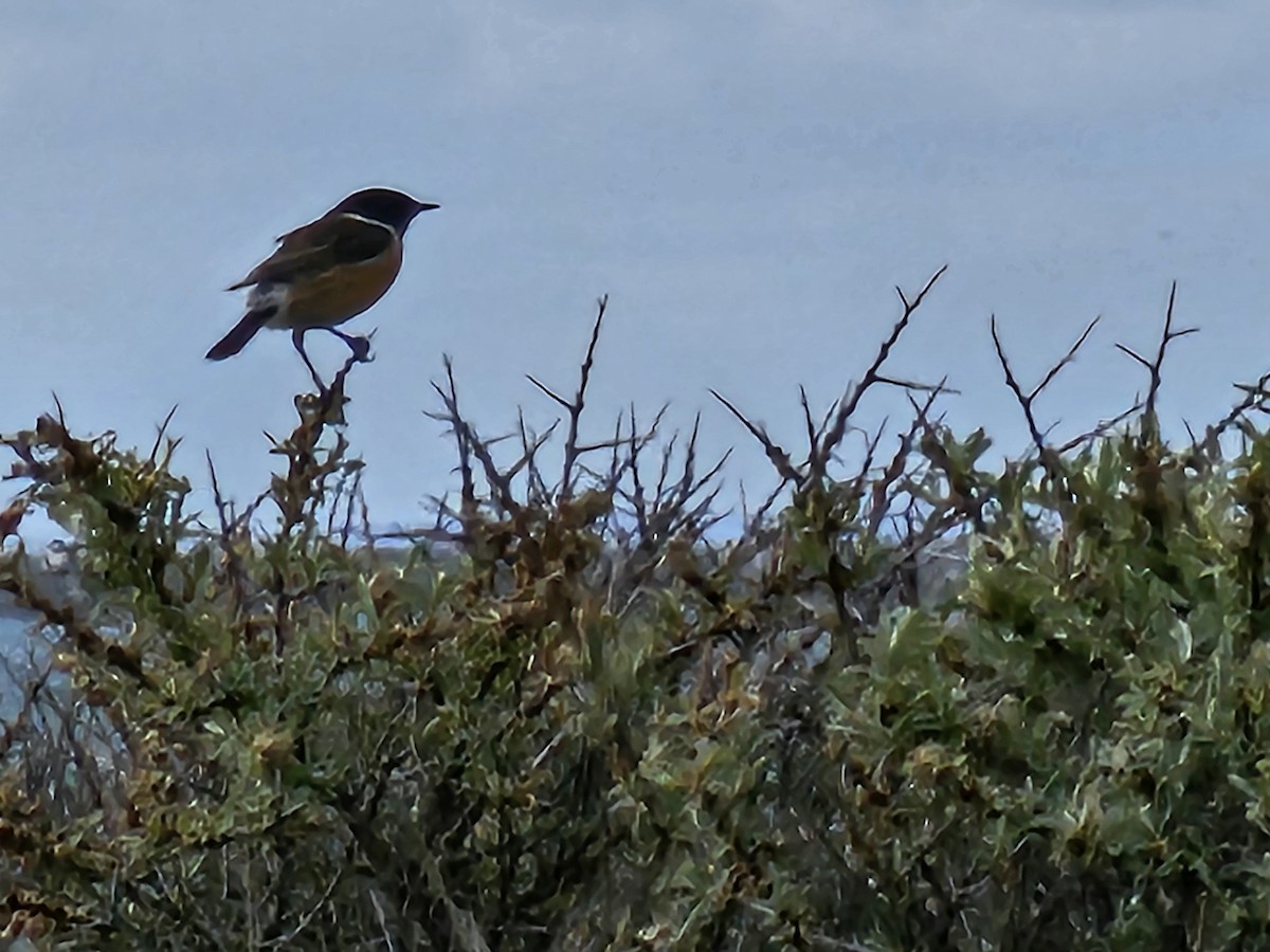 European Stonechat - ML637191785