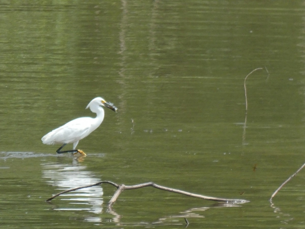 Snowy Egret - ML637191790