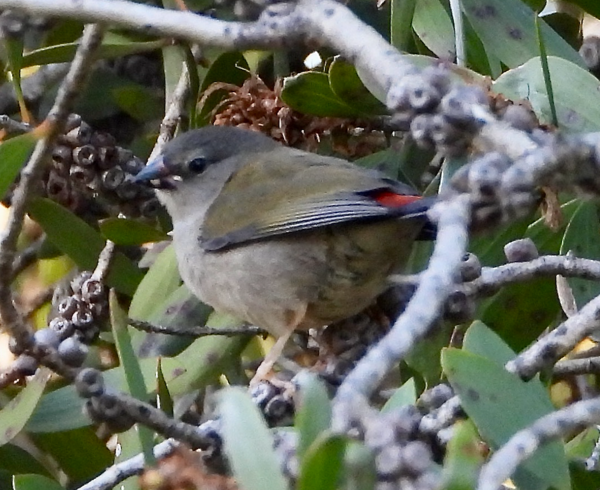 Diamante Cejirrojo - ML637191819