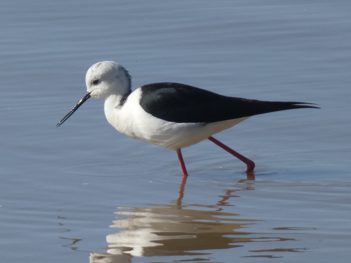 Black-winged Stilt - ML637191844