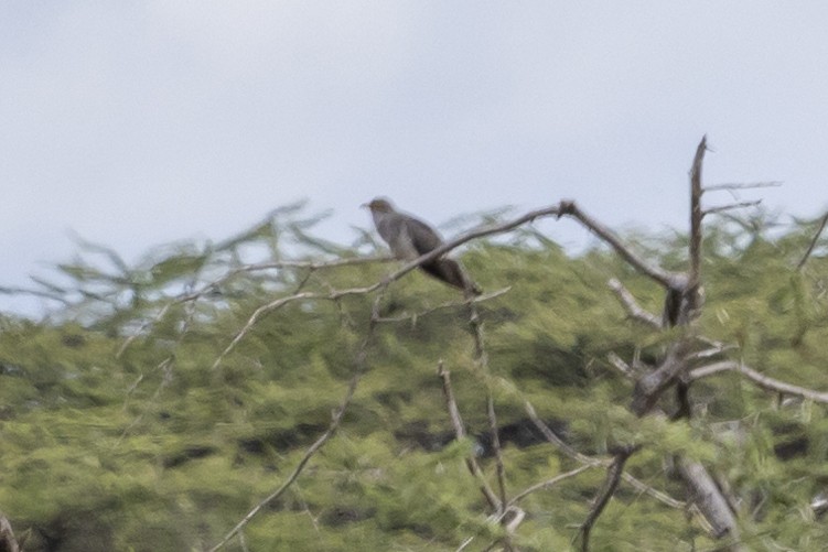 African Cuckoo - ML637191846