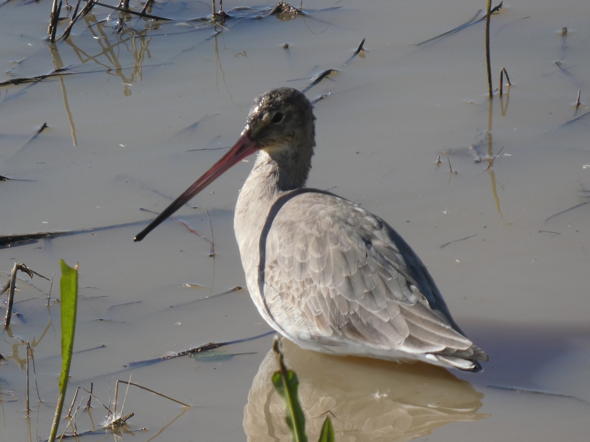 Black-tailed Godwit - ML637191848