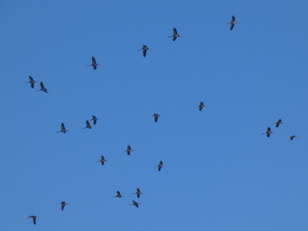 Common Crane - ML637191853