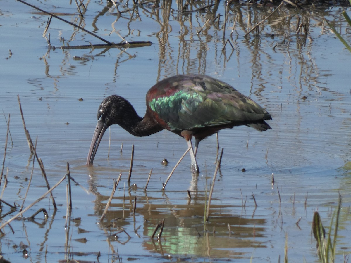 Glossy Ibis - ML637191857