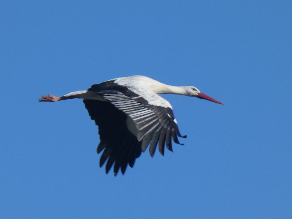 White Stork - ML637191865