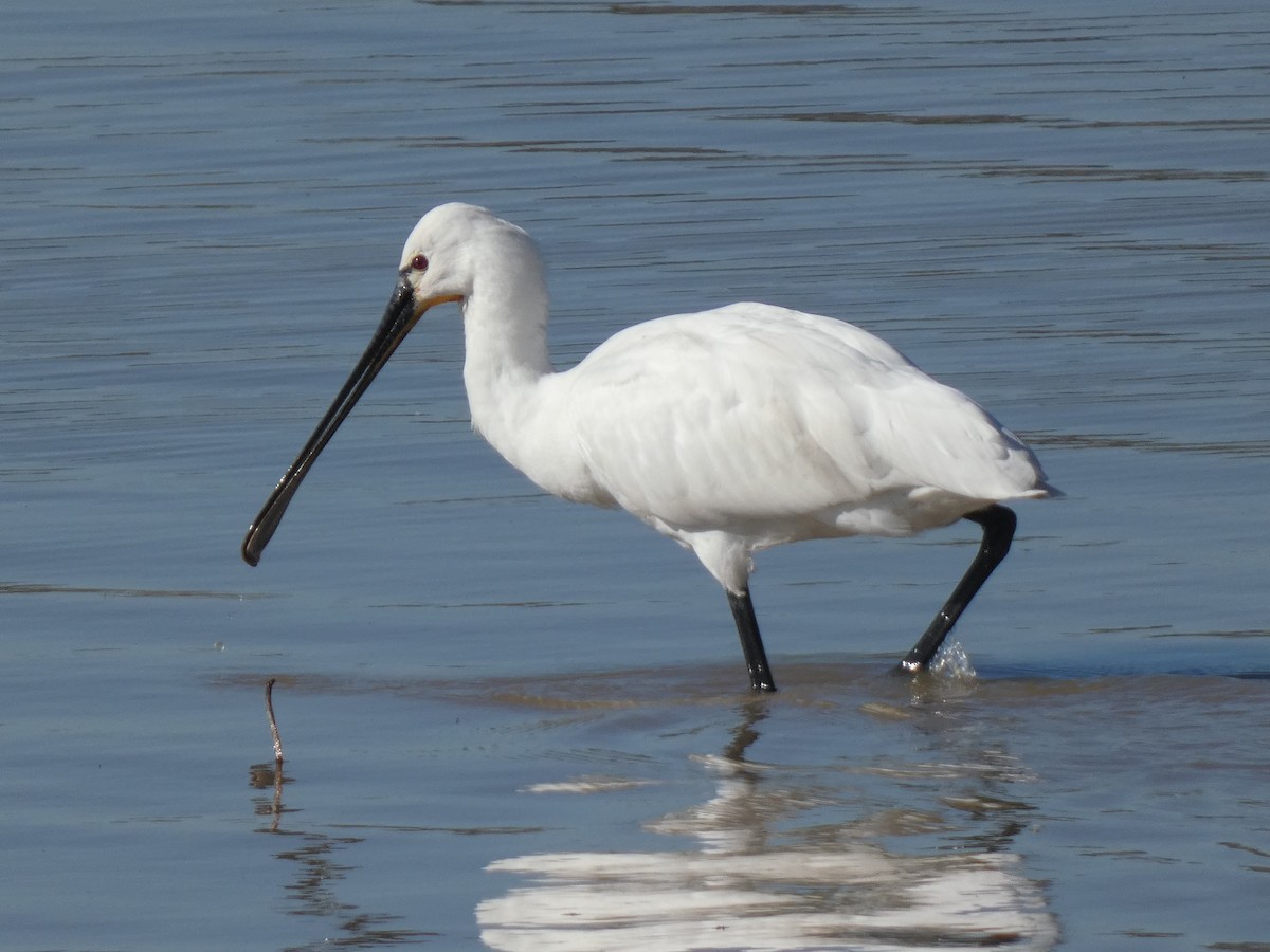Eurasian Spoonbill - ML637191866