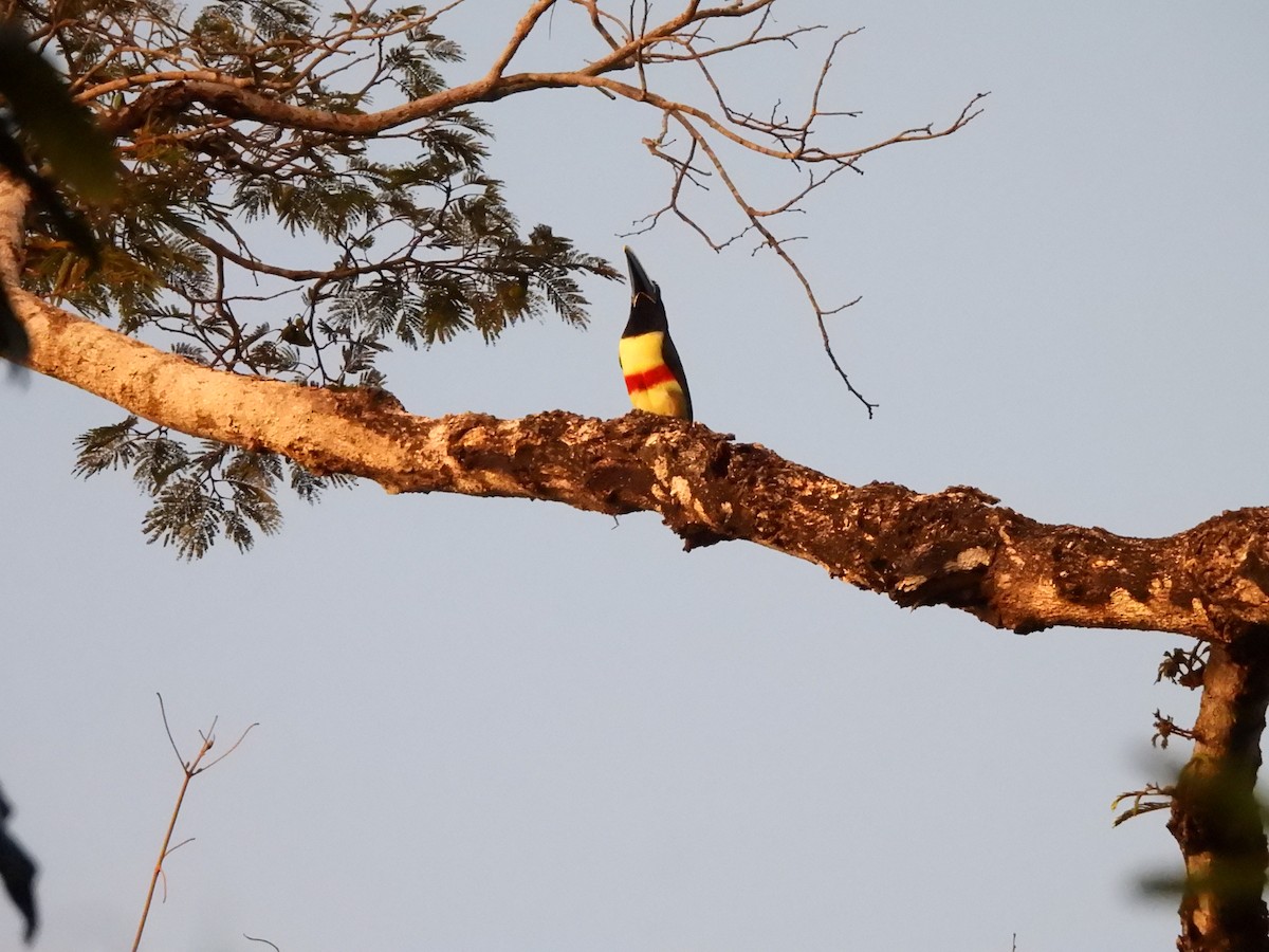 Black-necked Aracari - ML637191885