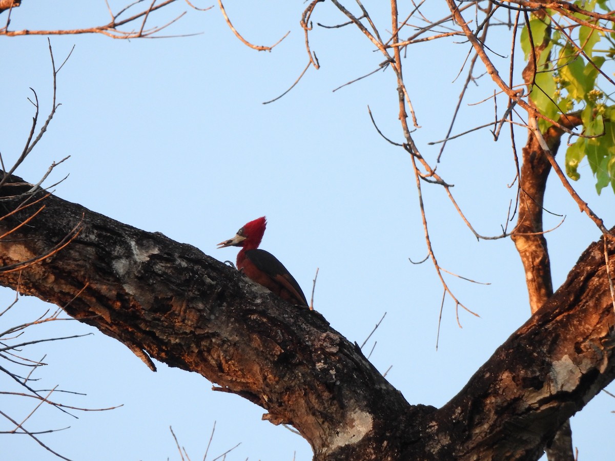 Red-necked Woodpecker - ML637191901