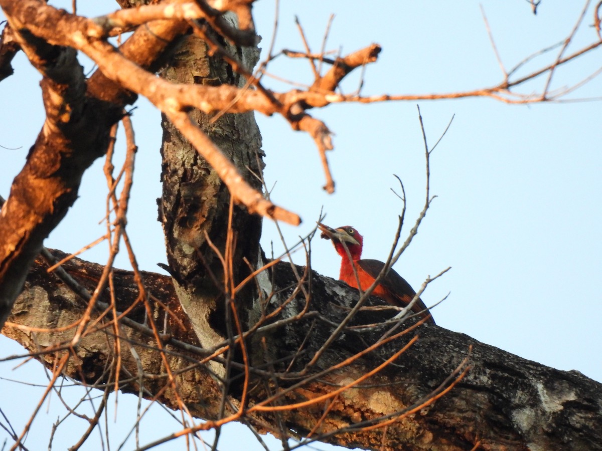 Red-necked Woodpecker - ML637191902