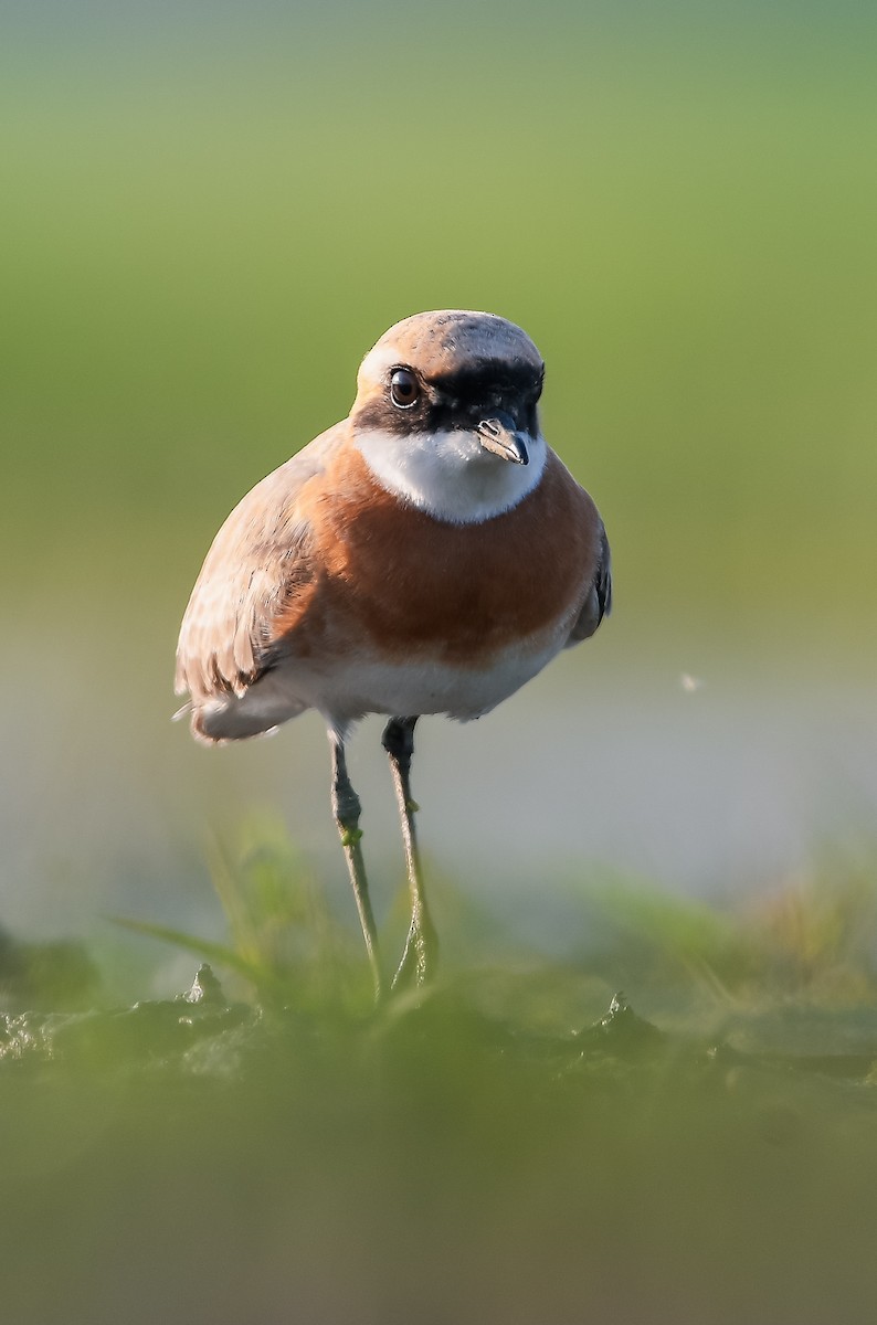 青藏鴴 - ML637191903