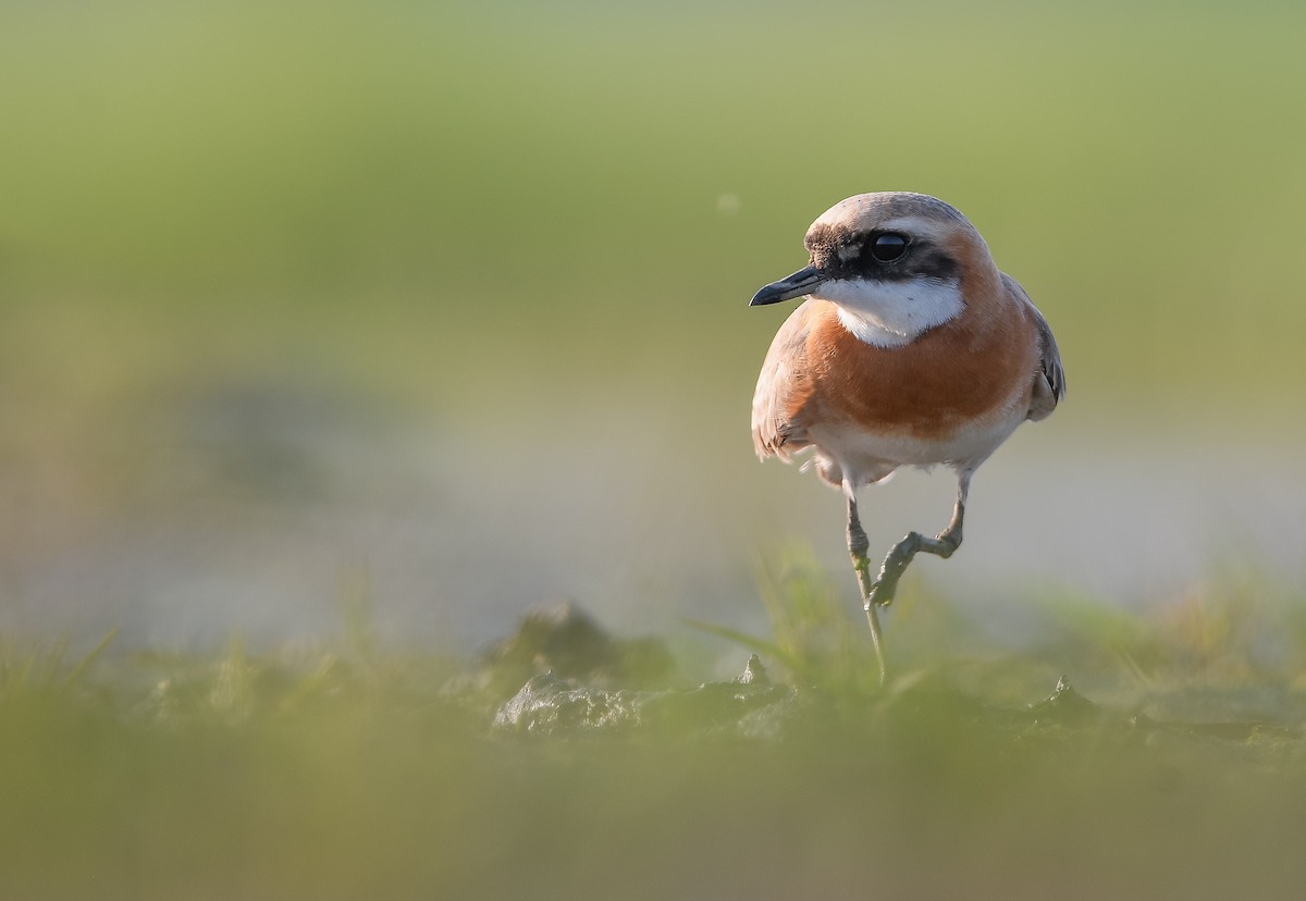 青藏鴴 - ML637191904