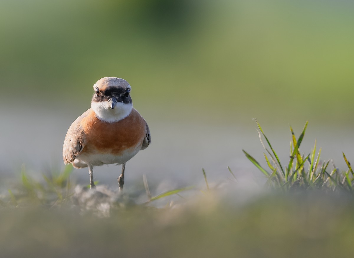 青藏鴴 - ML637191905