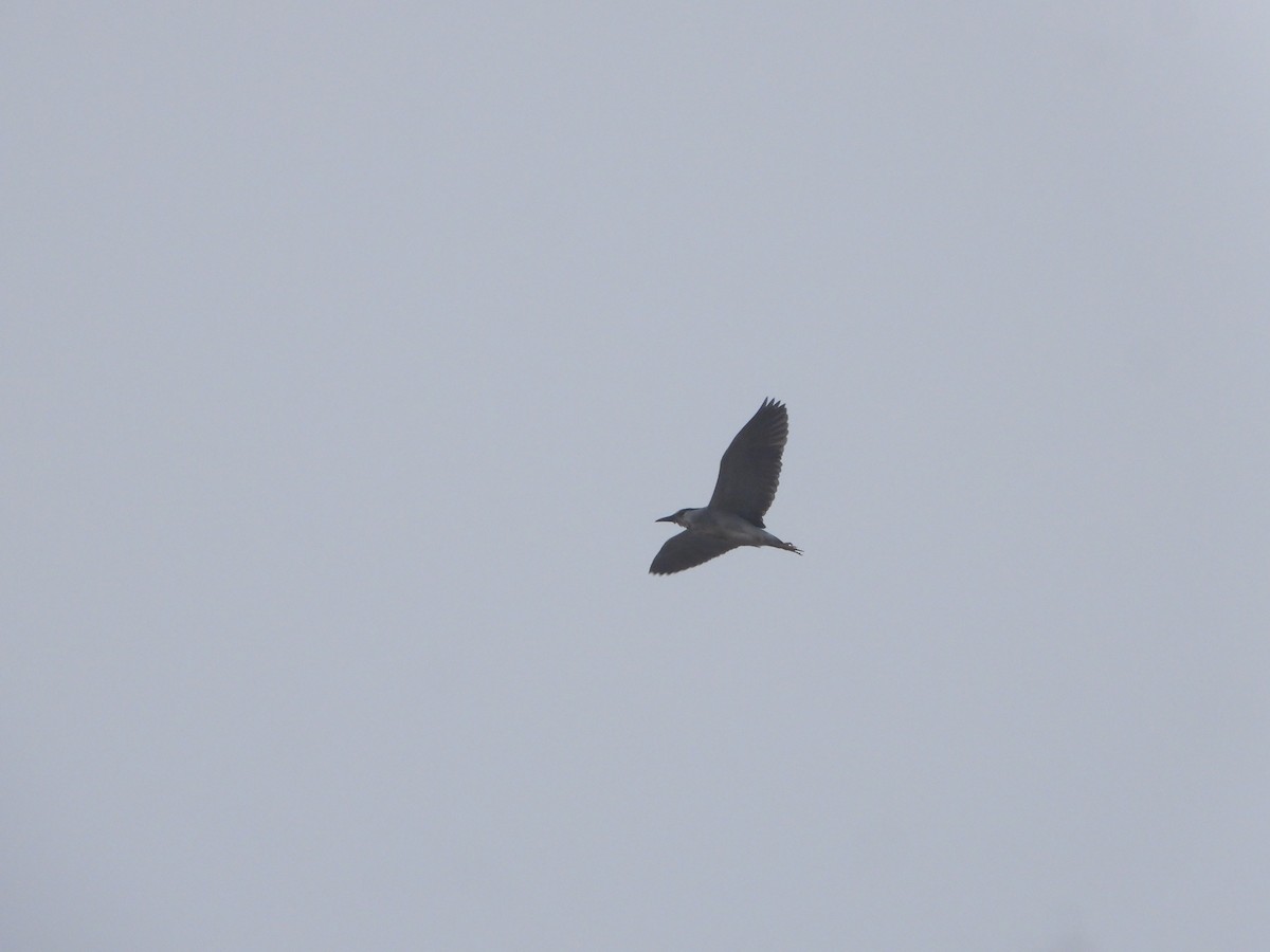 Black-crowned Night Heron - ML637191941