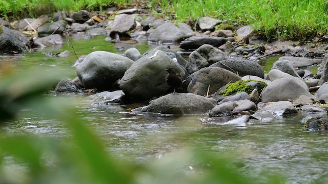 Brown Dipper - ML637192024