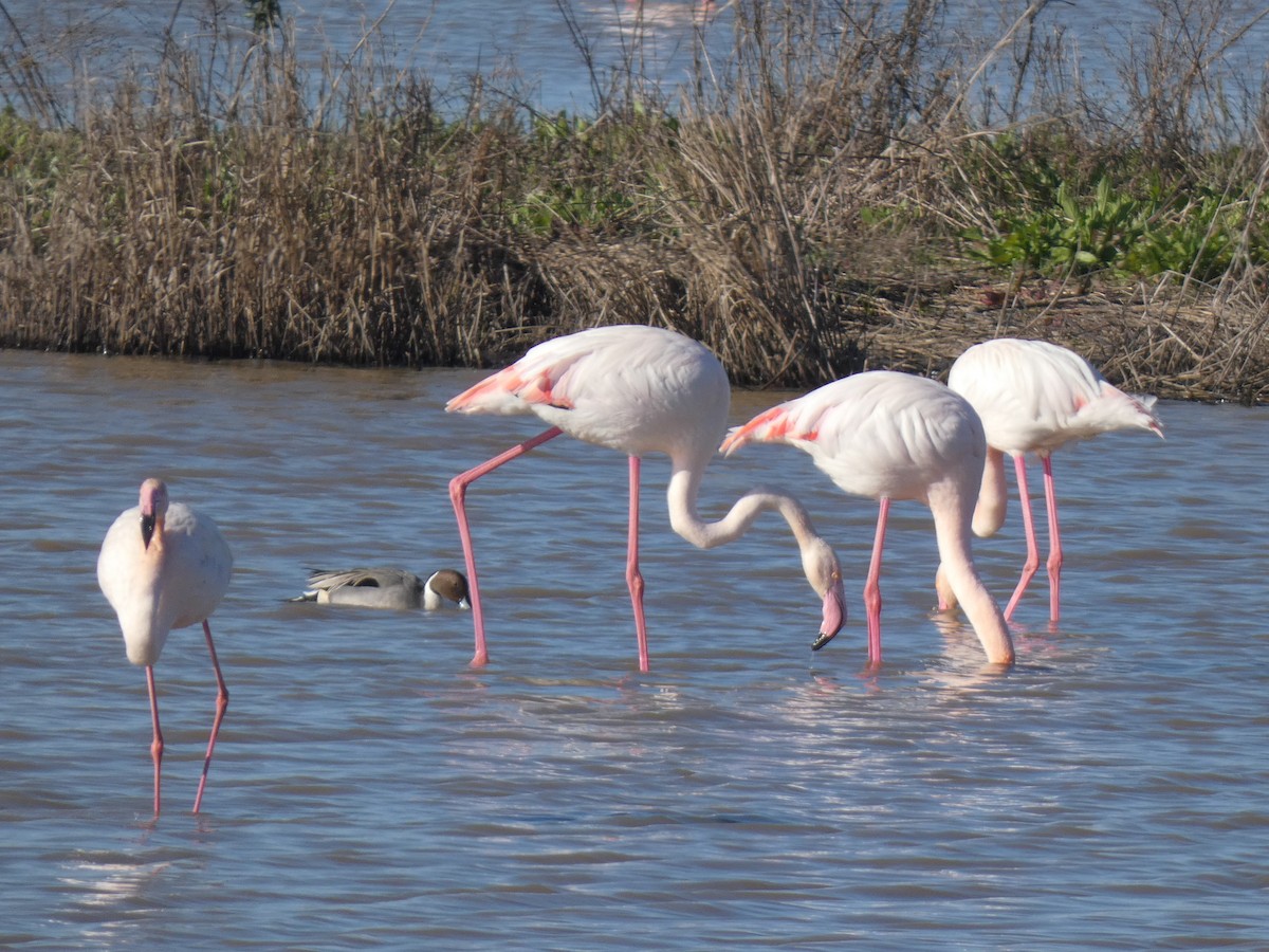 Greater Flamingo - ML637192045