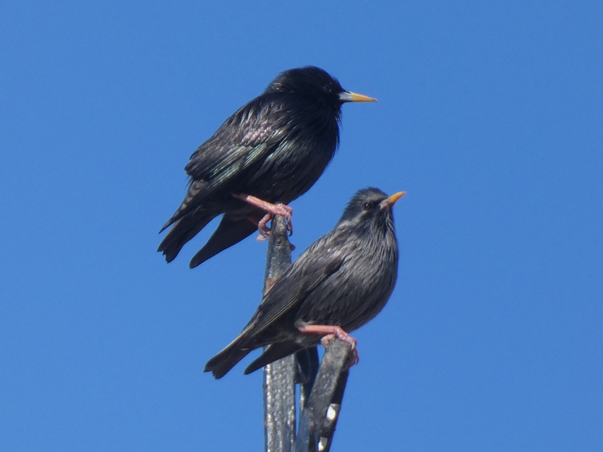 Spotless Starling - ML637192066