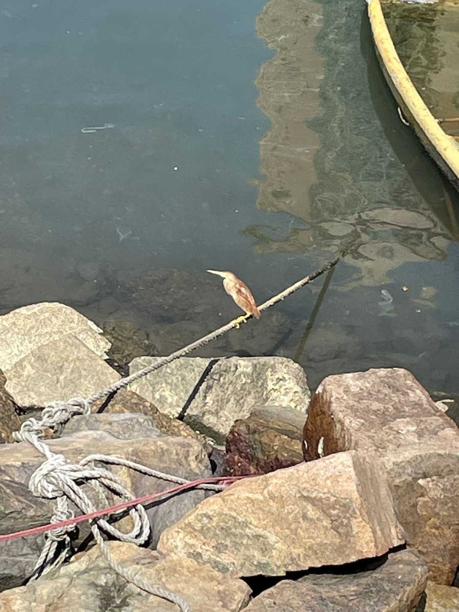 Yellow Bittern - ML637192122