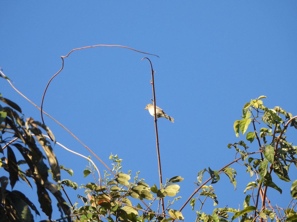 White-crested Elaenia - ML637192129