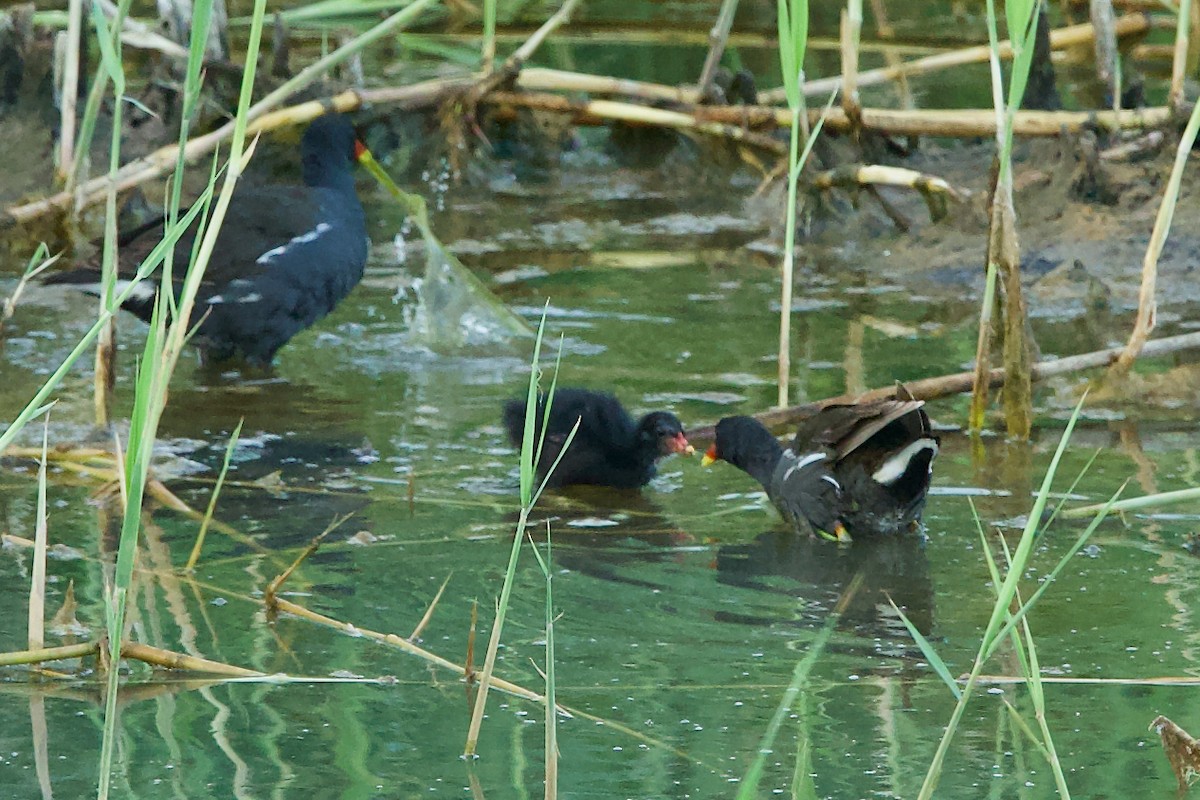 Eurasian Moorhen - ML637192163