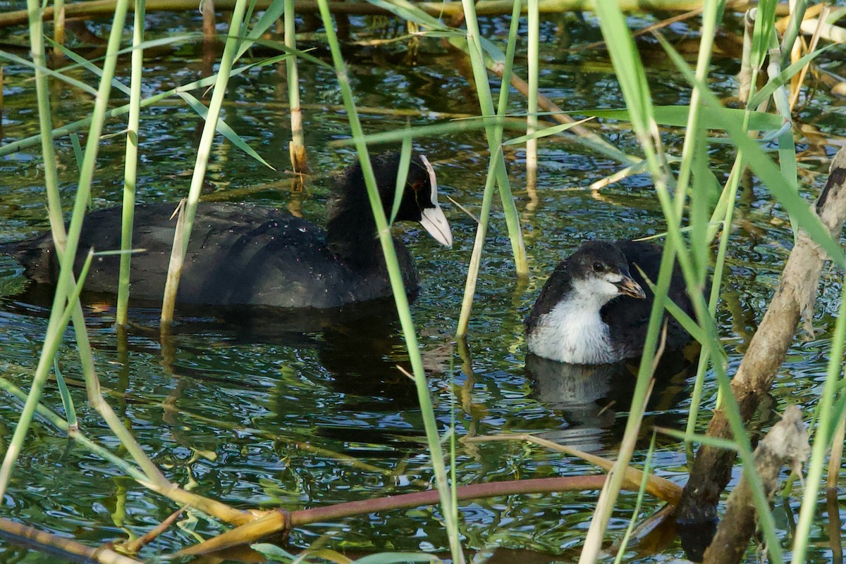 Eurasian Coot - ML637192167
