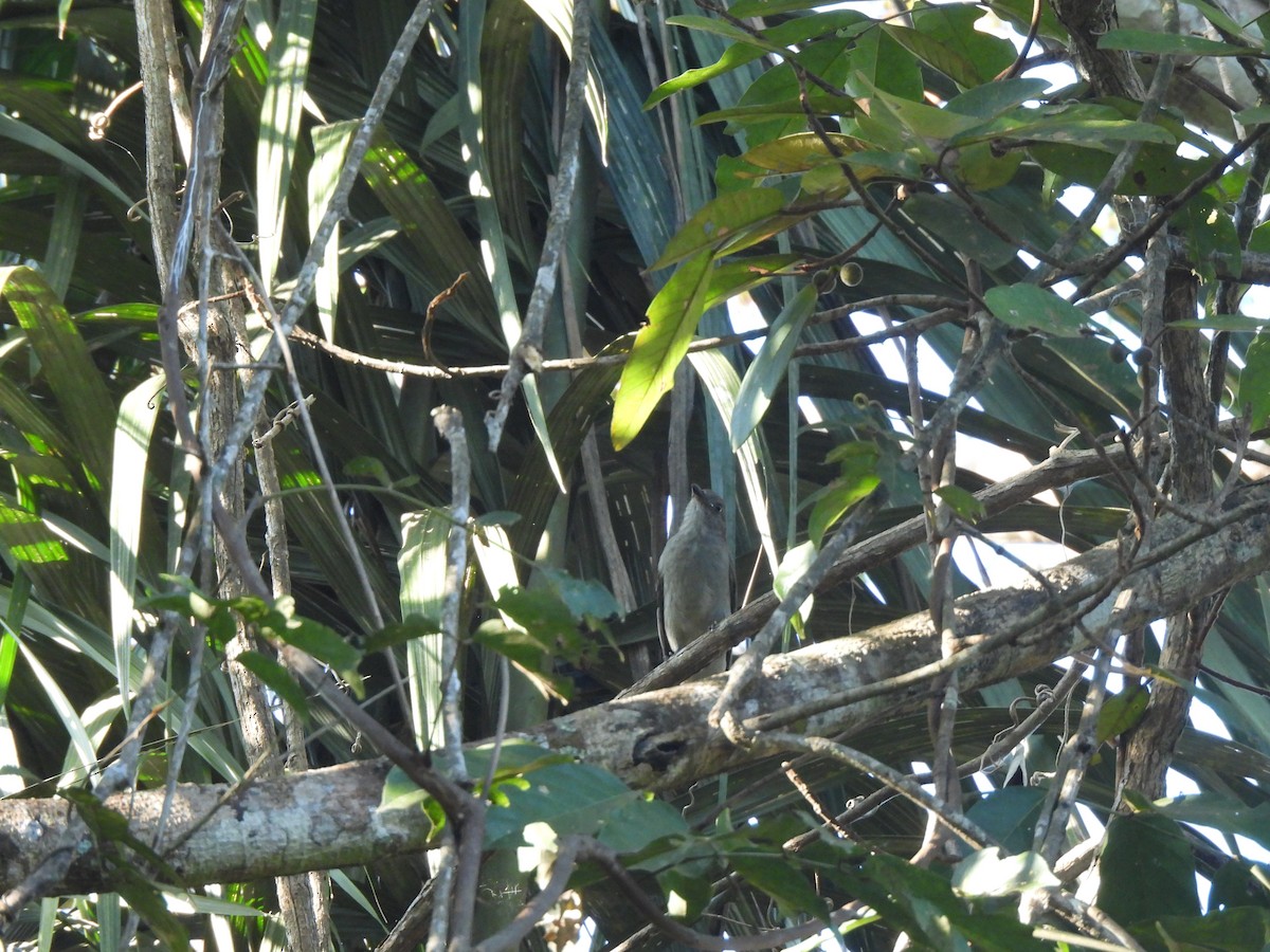 Screaming Piha - ML637192180