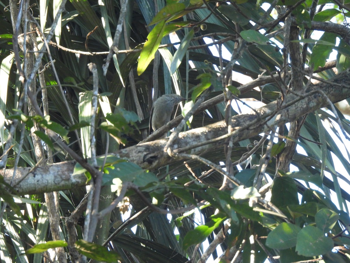 Screaming Piha - ML637192181