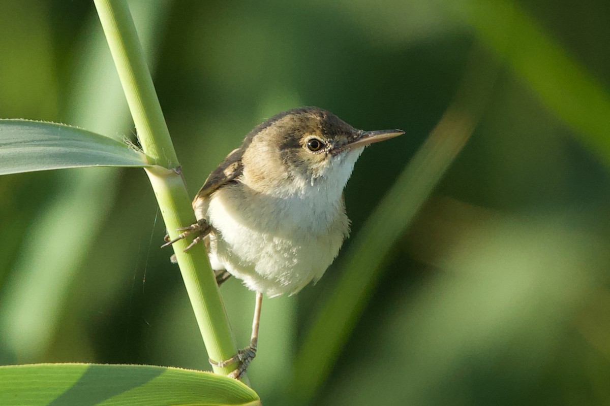 Marsh Warbler - ML637192195