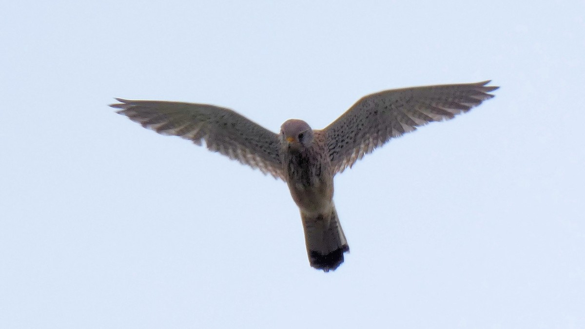 Eurasian Kestrel - ML637192225
