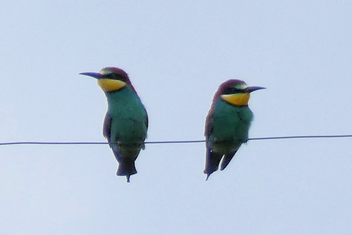European Bee-eater - ML637192232