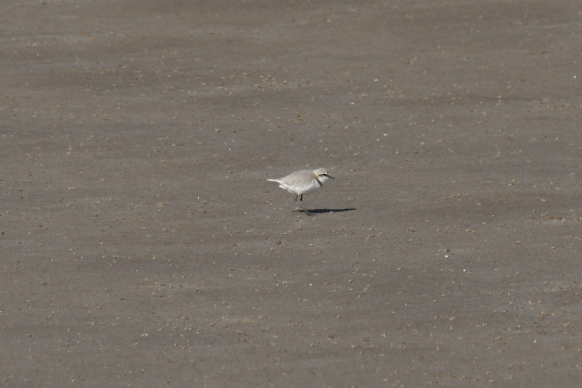 Chestnut-banded Plover - ML637192253