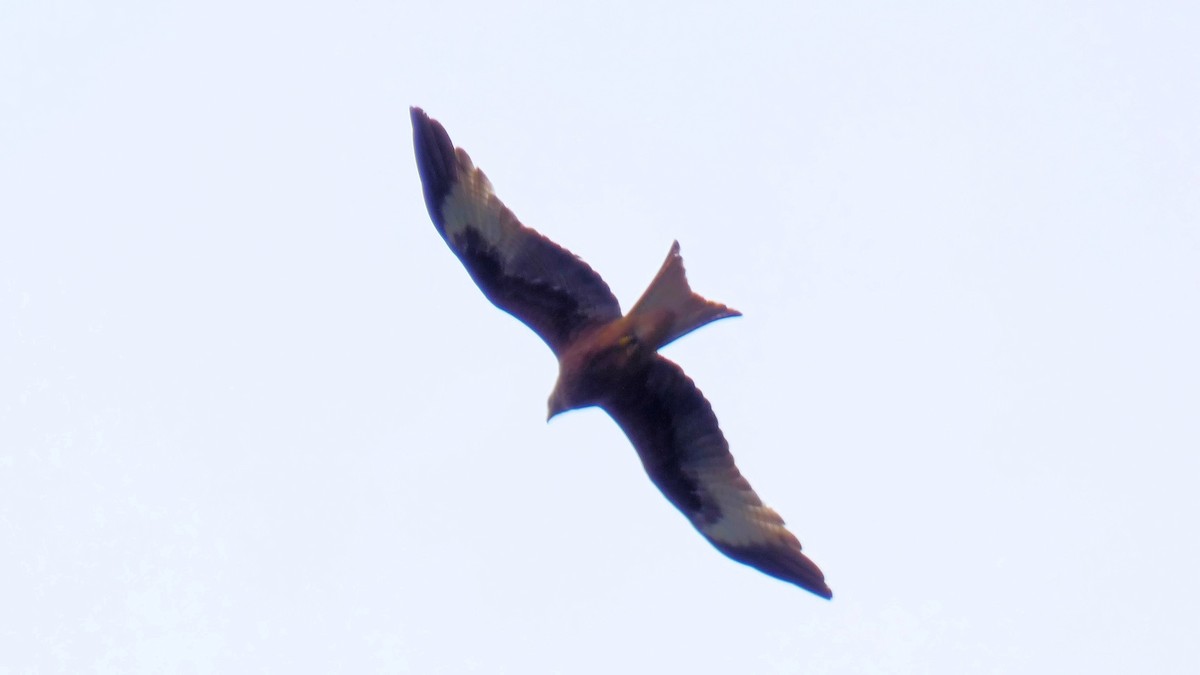 Red Kite - ML637192259