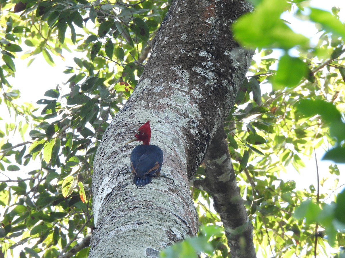 Red-necked Woodpecker - ML637192264