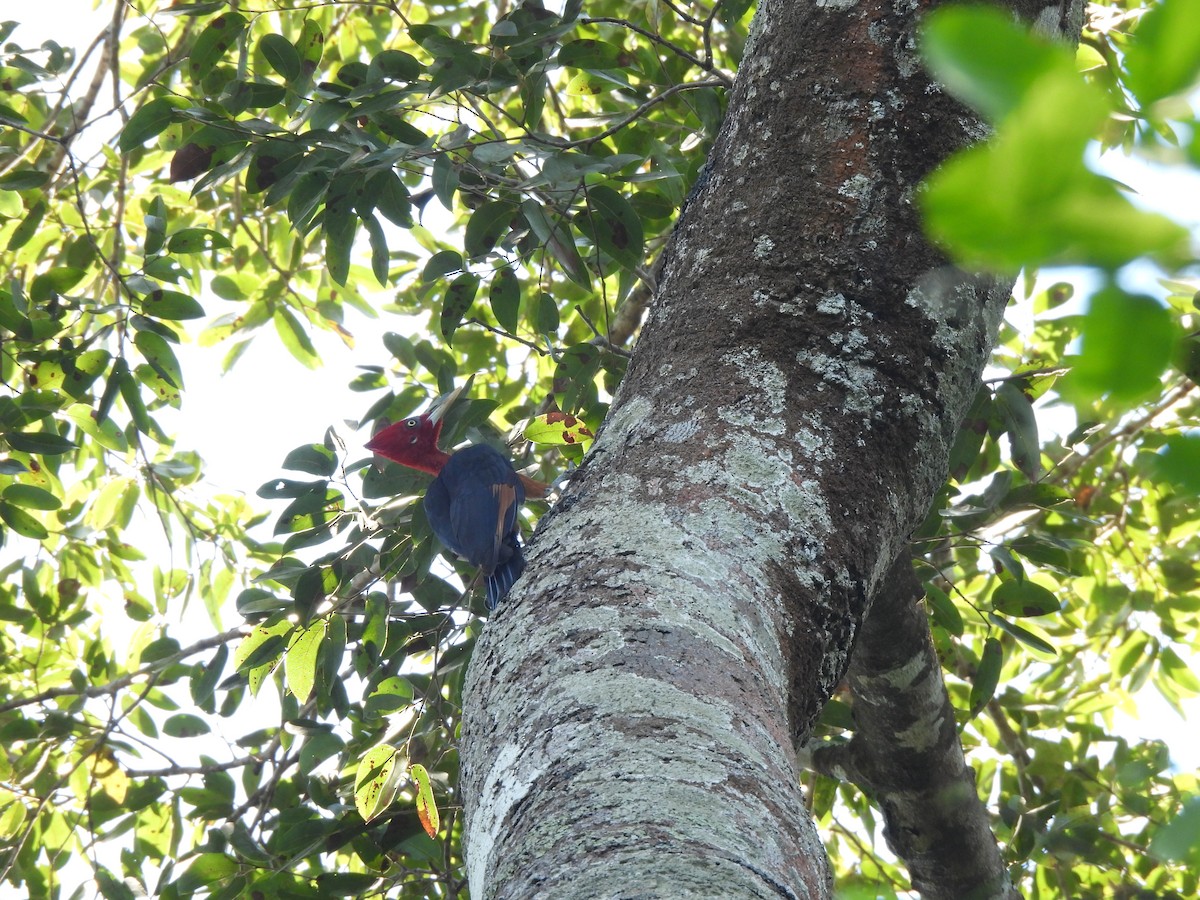 Red-necked Woodpecker - ML637192265