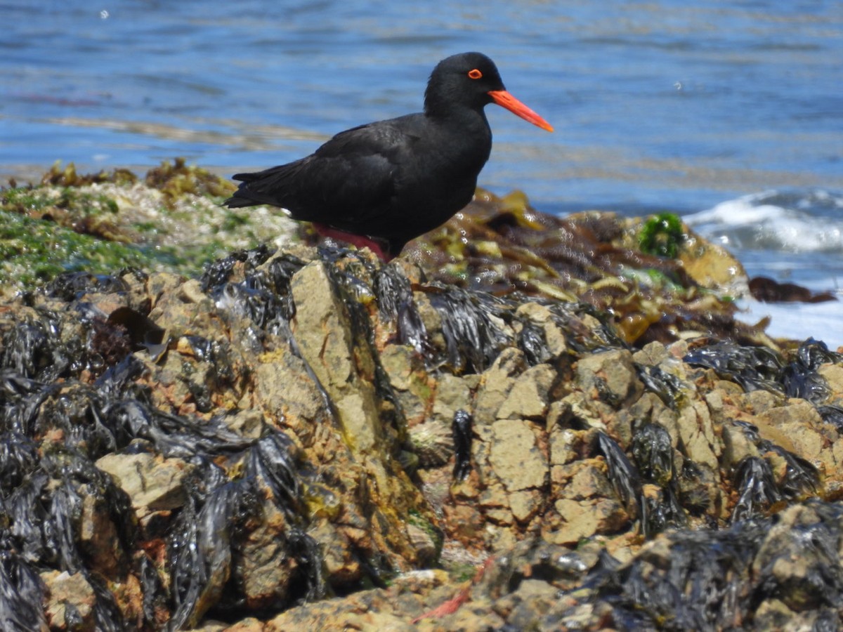 African Oystercatcher - ML637192375