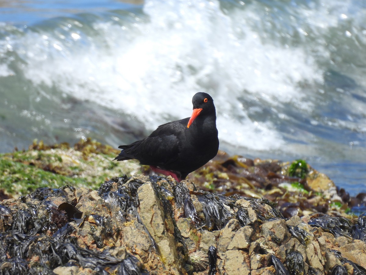 African Oystercatcher - ML637192376