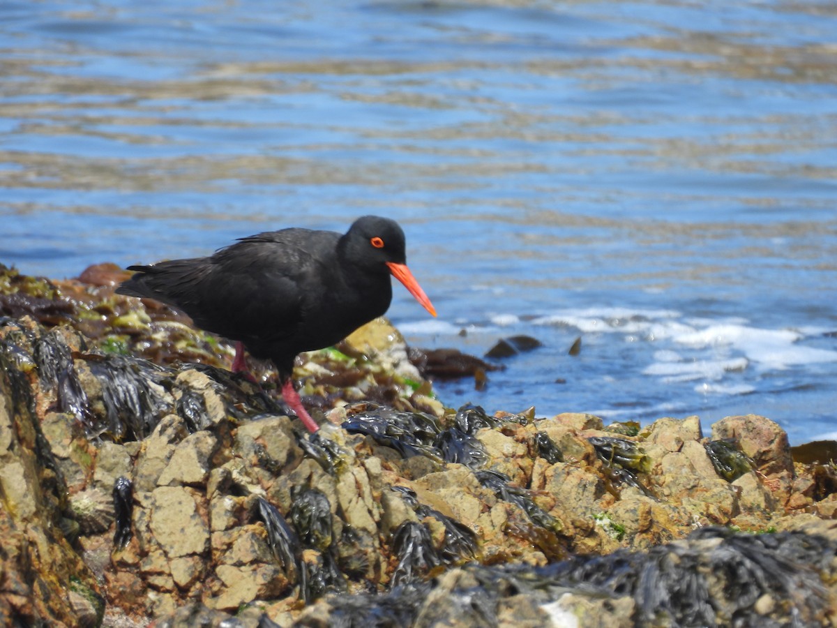 African Oystercatcher - ML637192378
