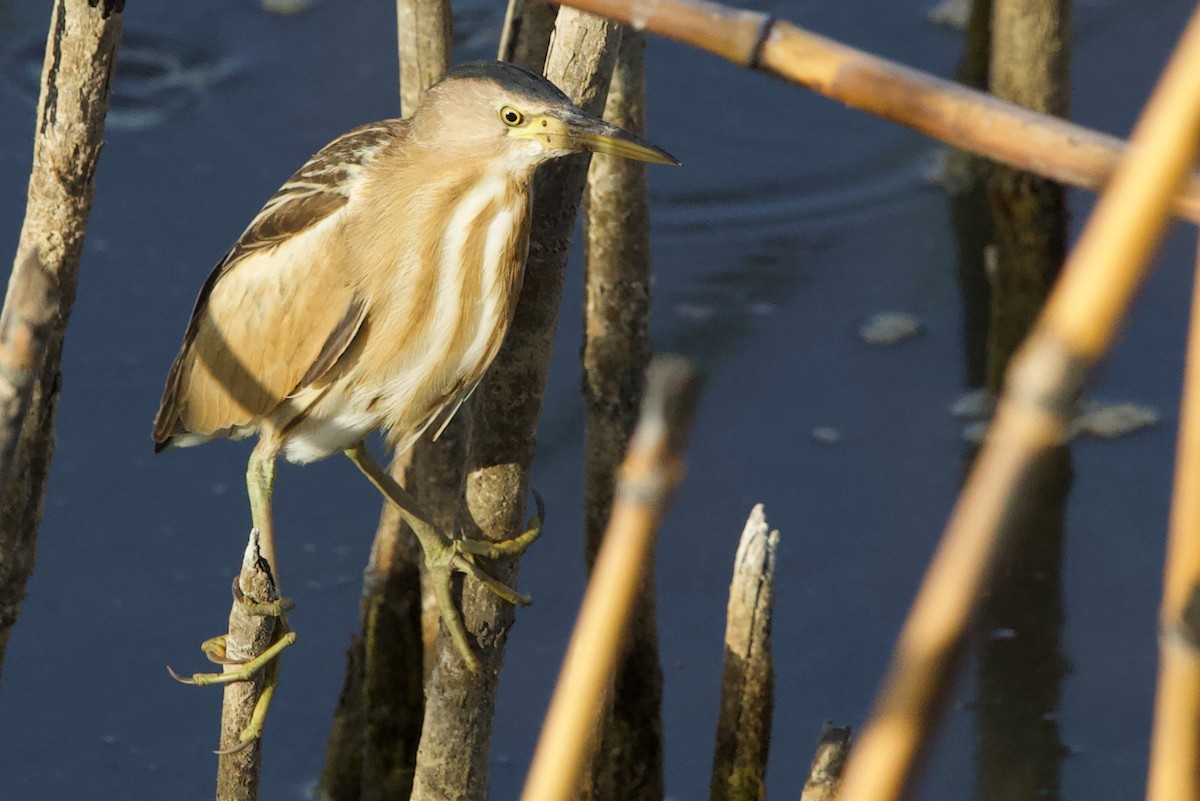 Little Egret - ML637192397