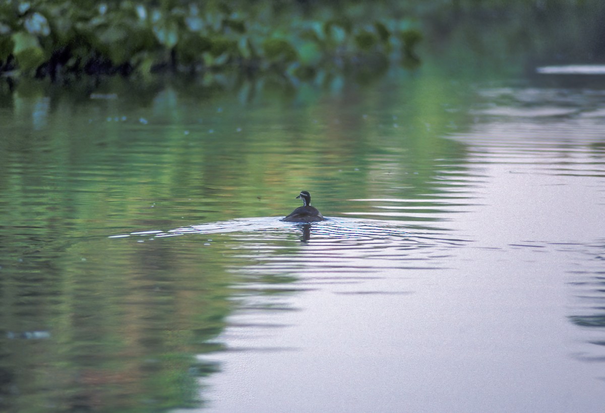 Sungrebe - ML637192433