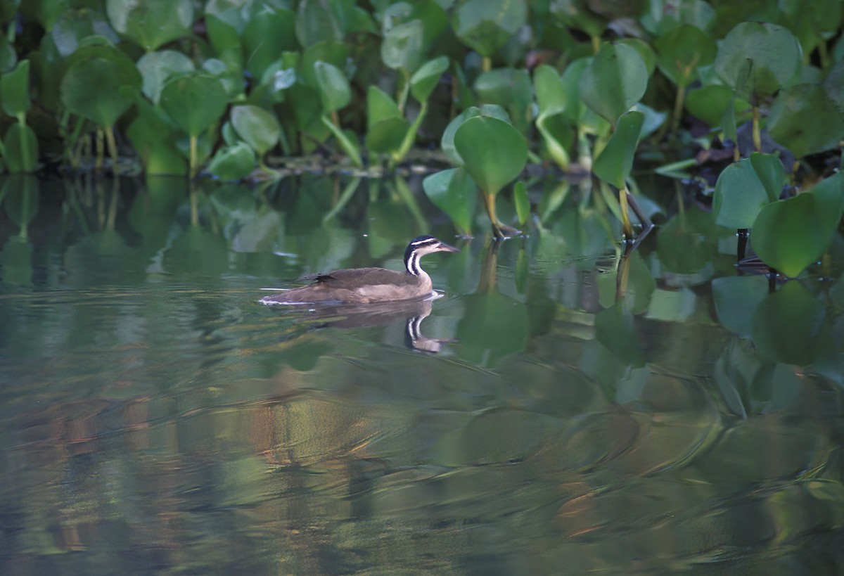 Sungrebe - ML637192434