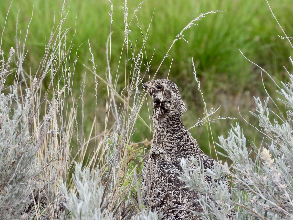 Greater Sage-Grouse - ML637192486