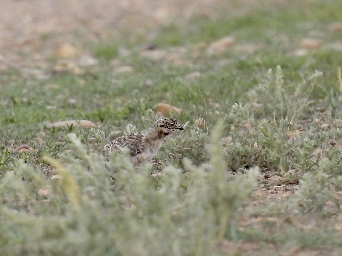 Greater Sage-Grouse - ML637192492