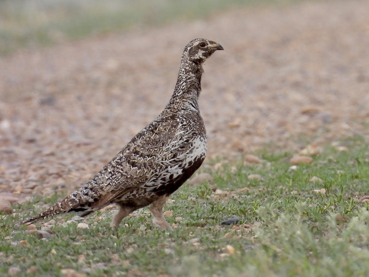 Greater Sage-Grouse - ML637192505