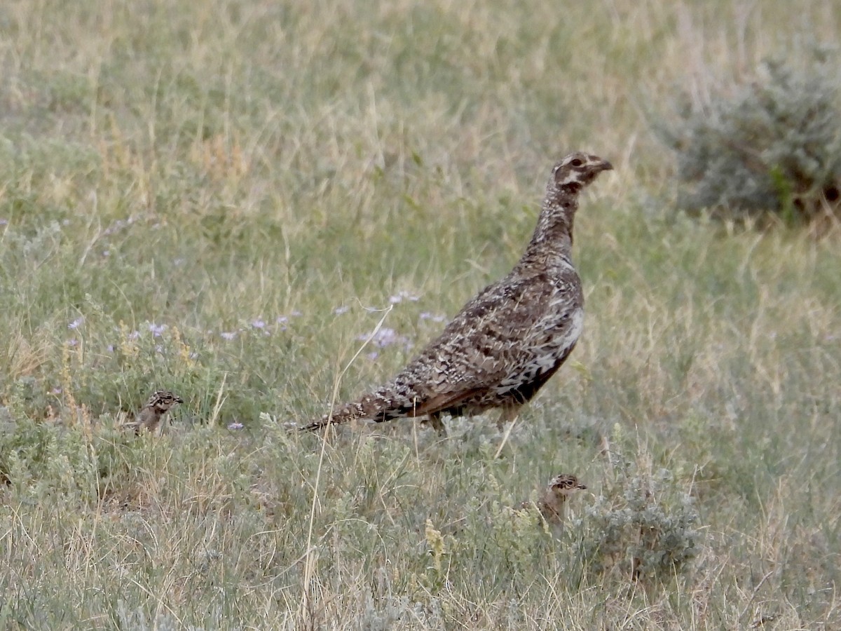 Greater Sage-Grouse - ML637192507
