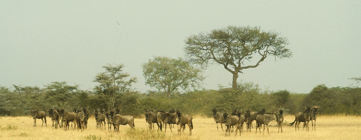 Common Wildebeest - ML637192541